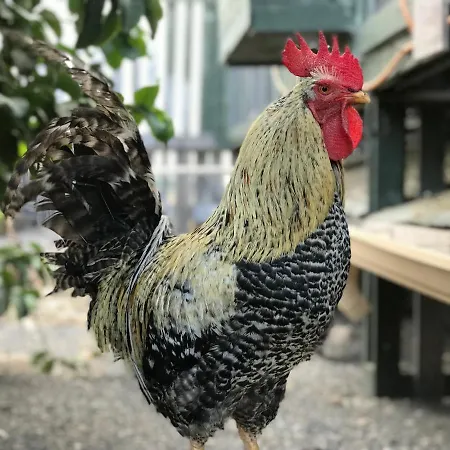 Eslanzarote Eco Country House, Star View Area, Super Wifi, Barbecue Nyaraló Teguise