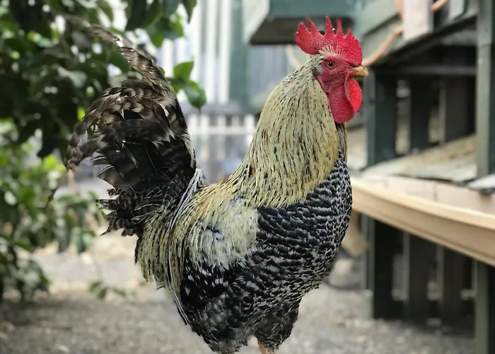 Eslanzarote Eco Country House, Star View Area, Super Wifi, Barbecue Ferienhaus Teguise (Lanzarote)